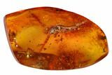Detailed Fossil Predatory Mite (Parasitidae) In Baltic Amber #166215-1